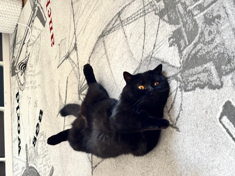 British Shorthair, Kedi  Batush fotoğrafı