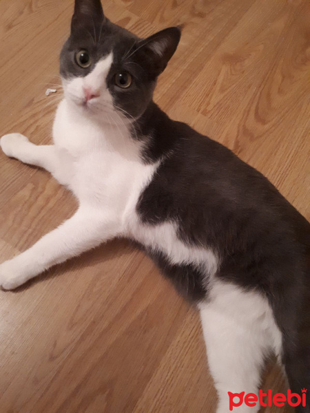 Tekir Kedi, Kedi  Zıpır fotoğrafı