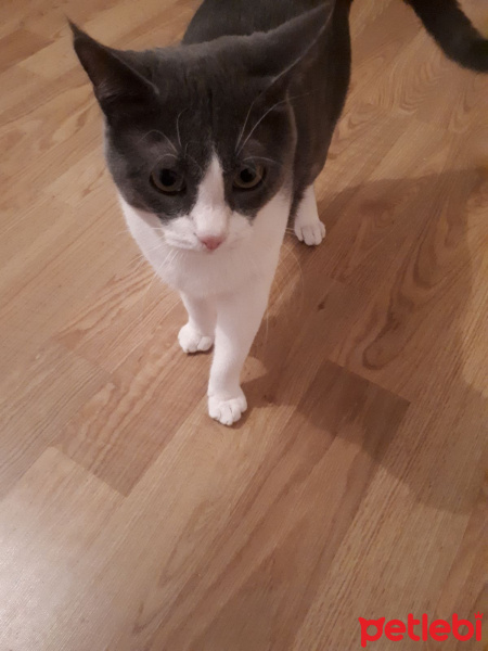 Tekir Kedi, Kedi  Zıpır fotoğrafı
