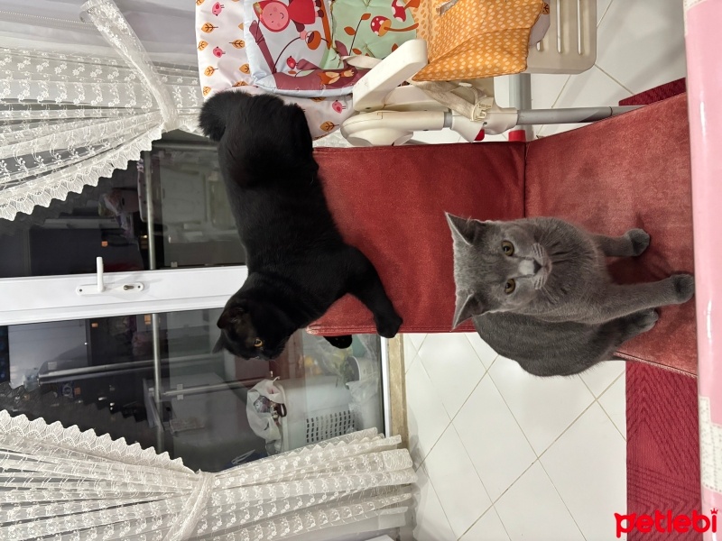 British Shorthair, Kedi  Gırgır fotoğrafı