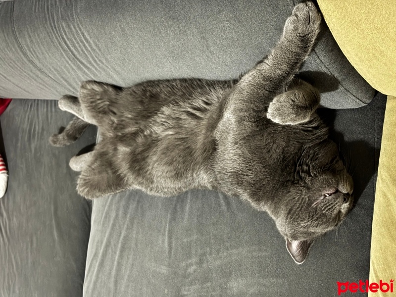 British Shorthair, Kedi  Gırgır fotoğrafı