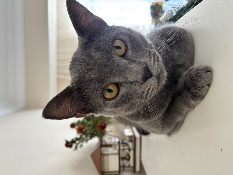 Mavi Rus, Kedi  Gırgır fotoğrafı