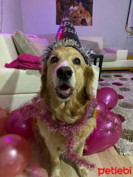 Golden Retriever, Köpek  Bal fotoğrafı