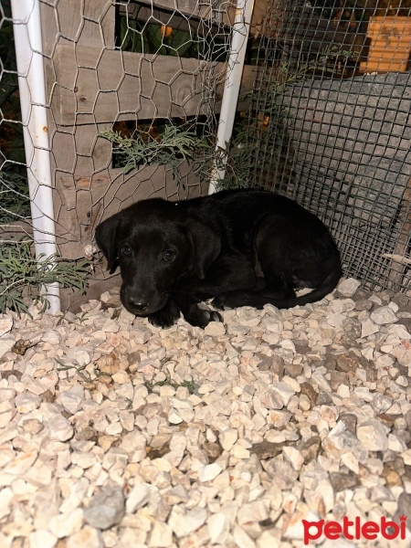 Sokö (Sokak Köpeği), Köpek  Zoe fotoğrafı
