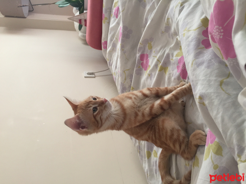 Tekir Kedi, Kedi  Mırıl fotoğrafı