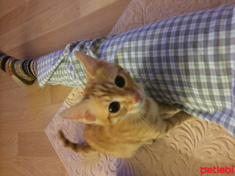 Tekir Kedi, Kedi  Mırıl fotoğrafı
