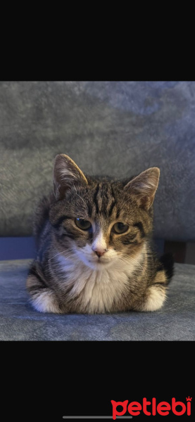 Tekir Kedi, Kedi  Mia fotoğrafı