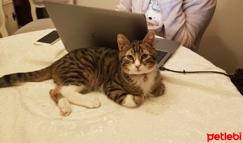 Tekir Kedi, Kedi  Mia fotoğrafı