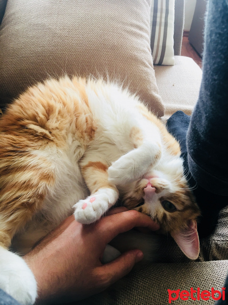 Tekir Kedi, Kedi  şukufe fotoğrafı