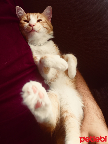 Tekir Kedi, Kedi  şukufe fotoğrafı