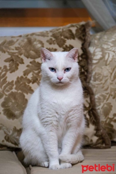 Van Kedisi, Kedi  Șahika fotoğrafı