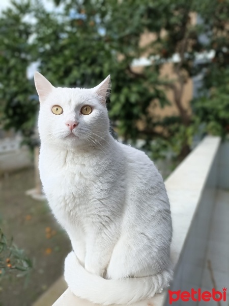 Ankara Kedisi, Kedi  BEYAZ fotoğrafı