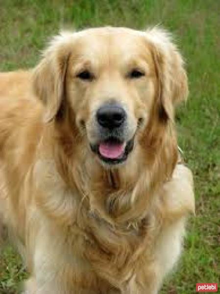 Golden Retriever, Köpek  pamuk fotoğrafı