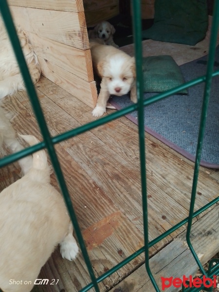 Tibet Terrieri, Köpek  Küçük dostlar fotoğrafı