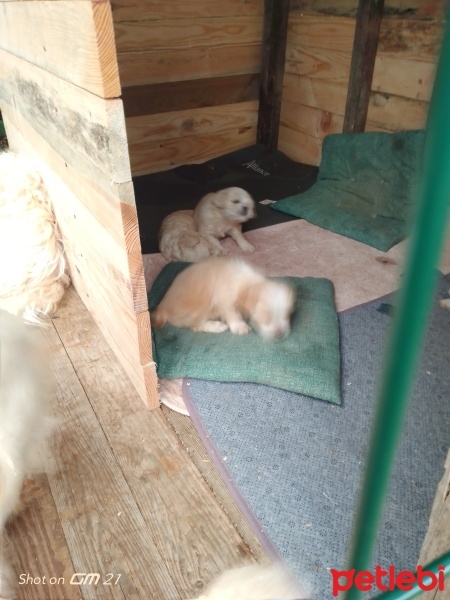 Tibet Terrieri, Köpek  Küçük dostlar fotoğrafı