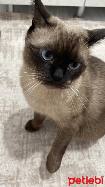Siyam Kedisi, Kedi  ŞİMŞEK fotoğrafı