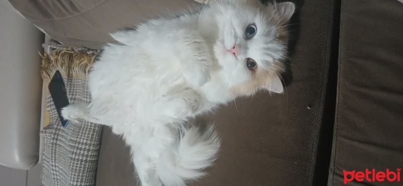 Van Kedisi, Kedi  Balim fotoğrafı