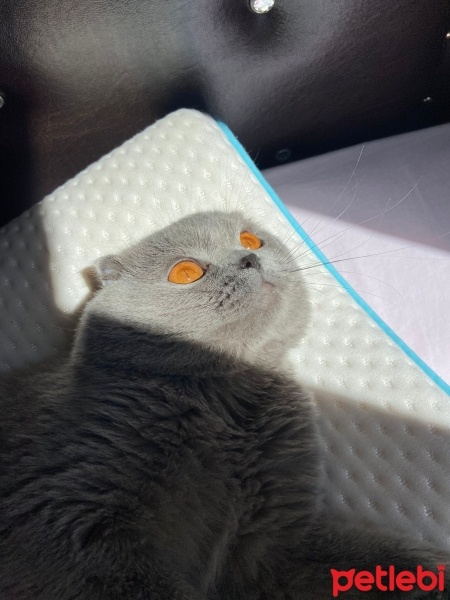 Scottish Fold, Kedi  Robby fotoğrafı