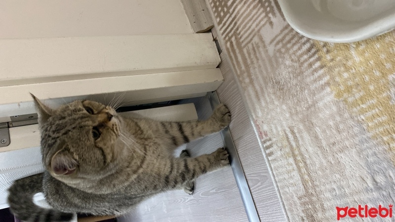 British Shorthair, Kedi  Gofret fotoğrafı
