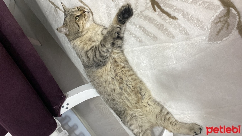 British Shorthair, Kedi  Gofret fotoğrafı