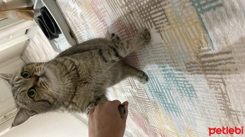 British Shorthair, Kedi  Gofret fotoğrafı