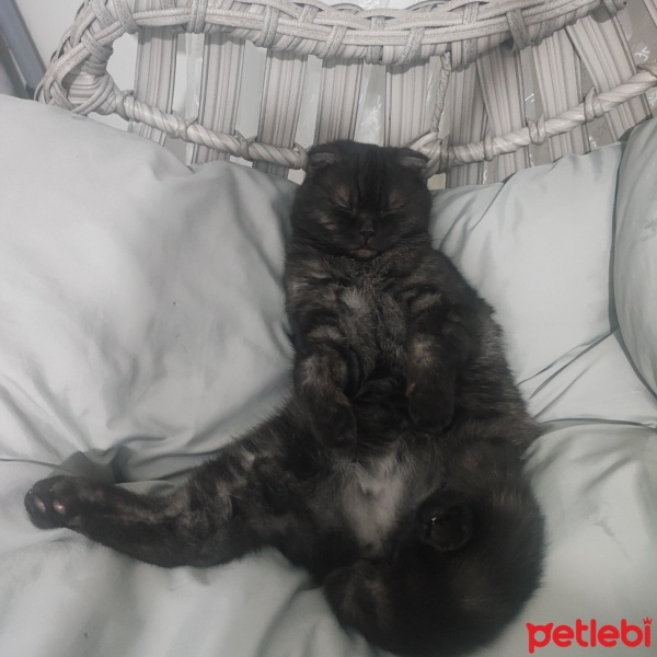 Scottish Fold, Kedi  Gandalf fotoğrafı