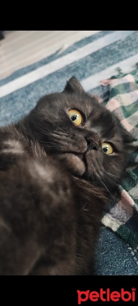 Scottish Fold, Kedi  Gandalf fotoğrafı