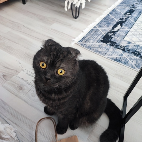 Scottish Fold, Kedi  Gandalf fotoğrafı