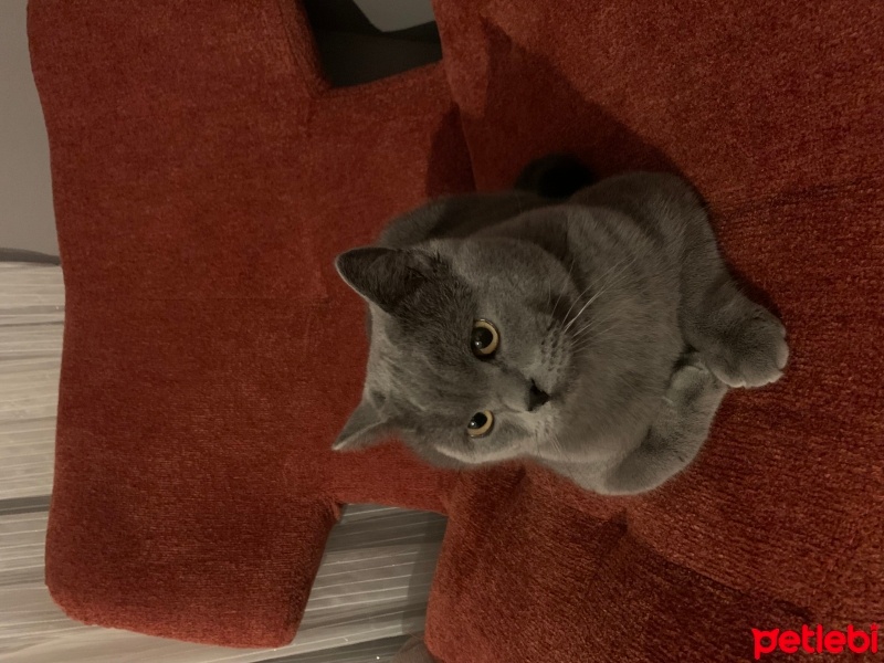 British Shorthair, Kedi  Cabbar fotoğrafı