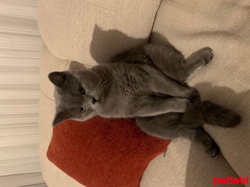 British Shorthair, Kedi  Cabbar fotoğrafı