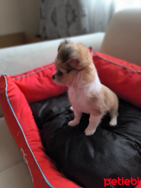 Chihuahua, Köpek  ŞİLA fotoğrafı