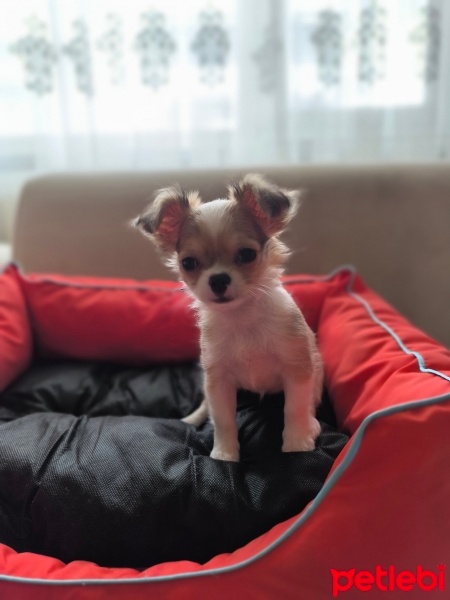 Chihuahua, Köpek  ŞİLA fotoğrafı