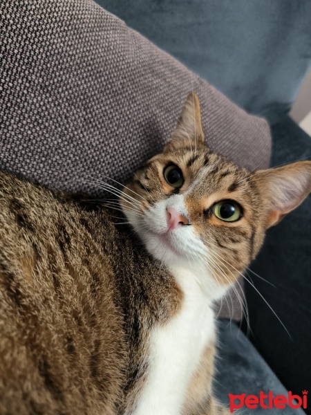 Tekir Kedi, Kedi  Jade fotoğrafı