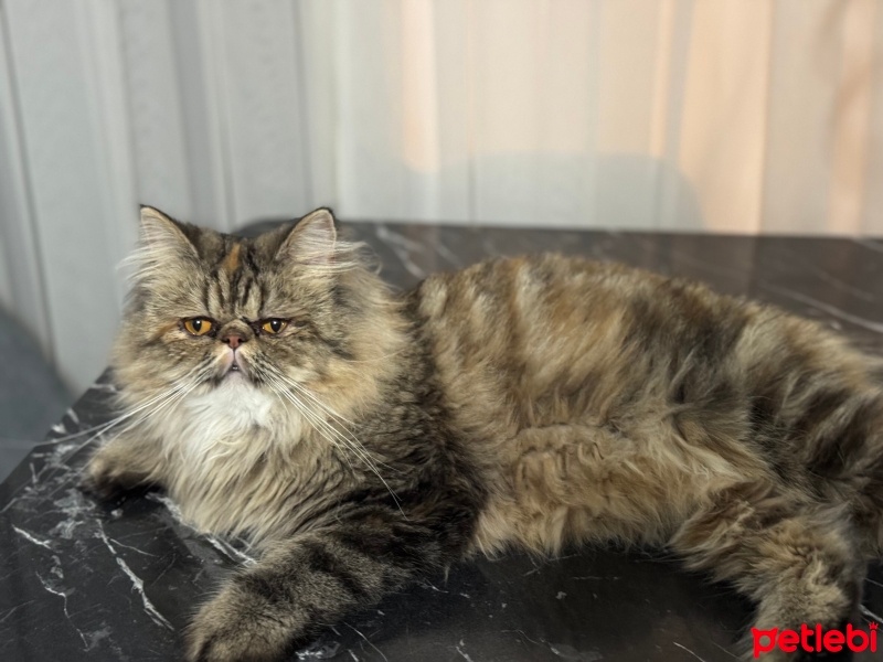 İran Kedisi (Persian), Kedi  Püskül fotoğrafı