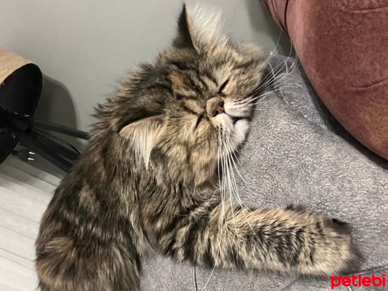 İran Kedisi (Persian), Kedi  Püskül fotoğrafı