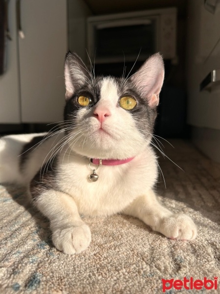 Tekir Kedi, Kedi  Whiny fotoğrafı
