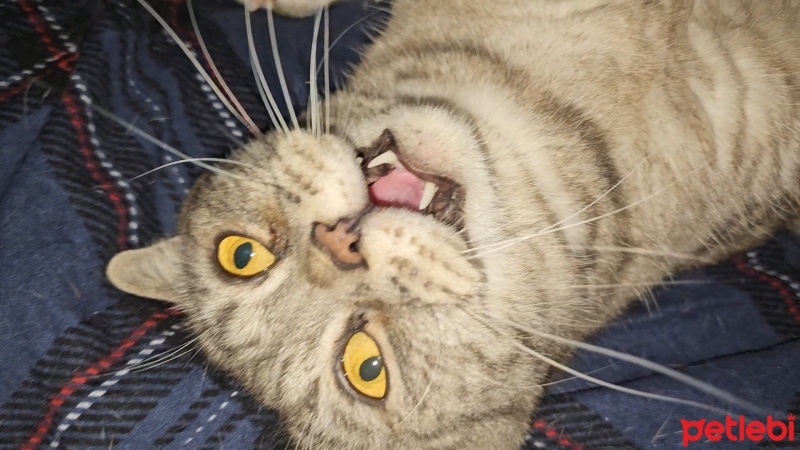 Scottish Fold, Kedi  Romeo fotoğrafı