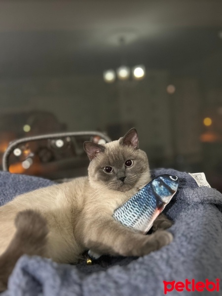 British Shorthair, Kedi  LOLO fotoğrafı