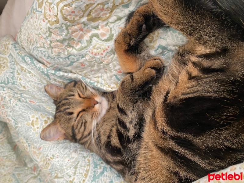 Tekir Kedi, Kedi  Balım fotoğrafı