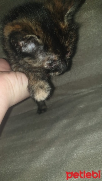 Tekir Kedi, Kedi  Kömür fotoğrafı