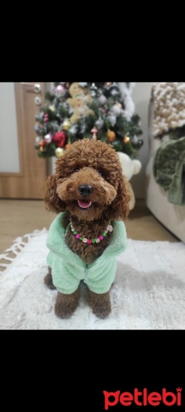 Poodle(Standart Kaniş), Köpek  Kahve fotoğrafı