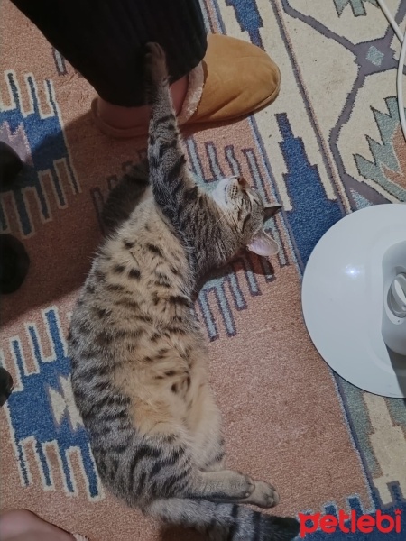 Tekir Kedi, Kedi  dominik fotoğrafı