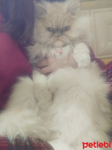 İran Kedisi (Persian), Kedi  Lokum fotoğrafı