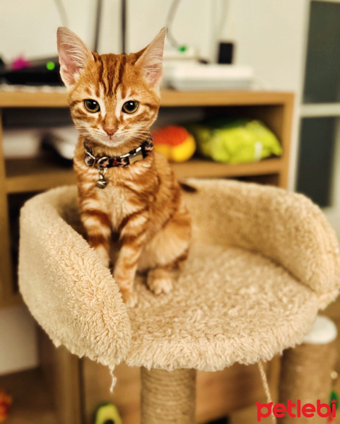 Sarman, Kedi  Leo fotoğrafı