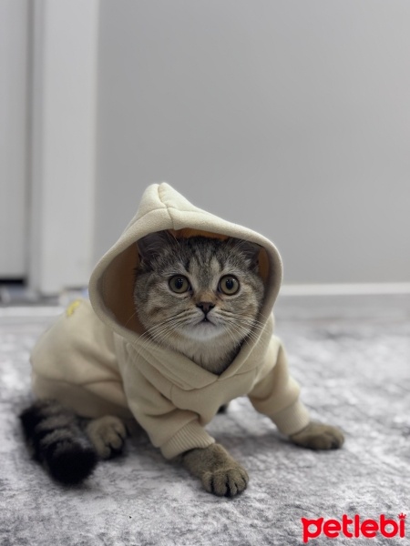 British Shorthair, Kedi  Mars fotoğrafı