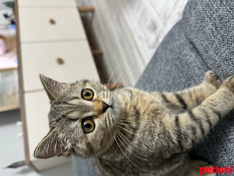 British Shorthair, Kedi  Mars fotoğrafı