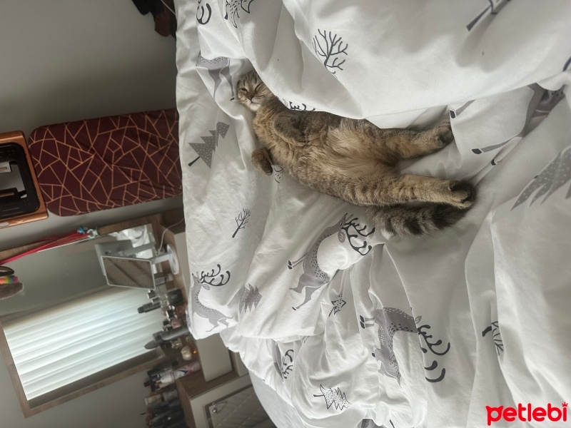 British Shorthair, Kedi  Mars fotoğrafı