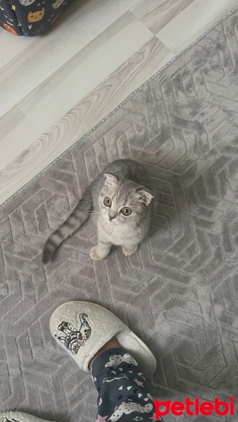 Scottish Fold, Kedi  Gümüş fotoğrafı