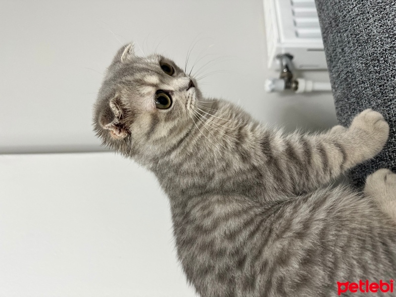 Scottish Fold, Kedi  Gümüş fotoğrafı