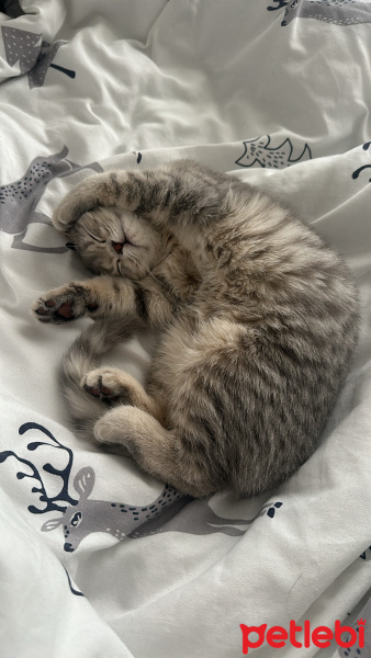 Scottish Fold, Kedi  Gümüş fotoğrafı